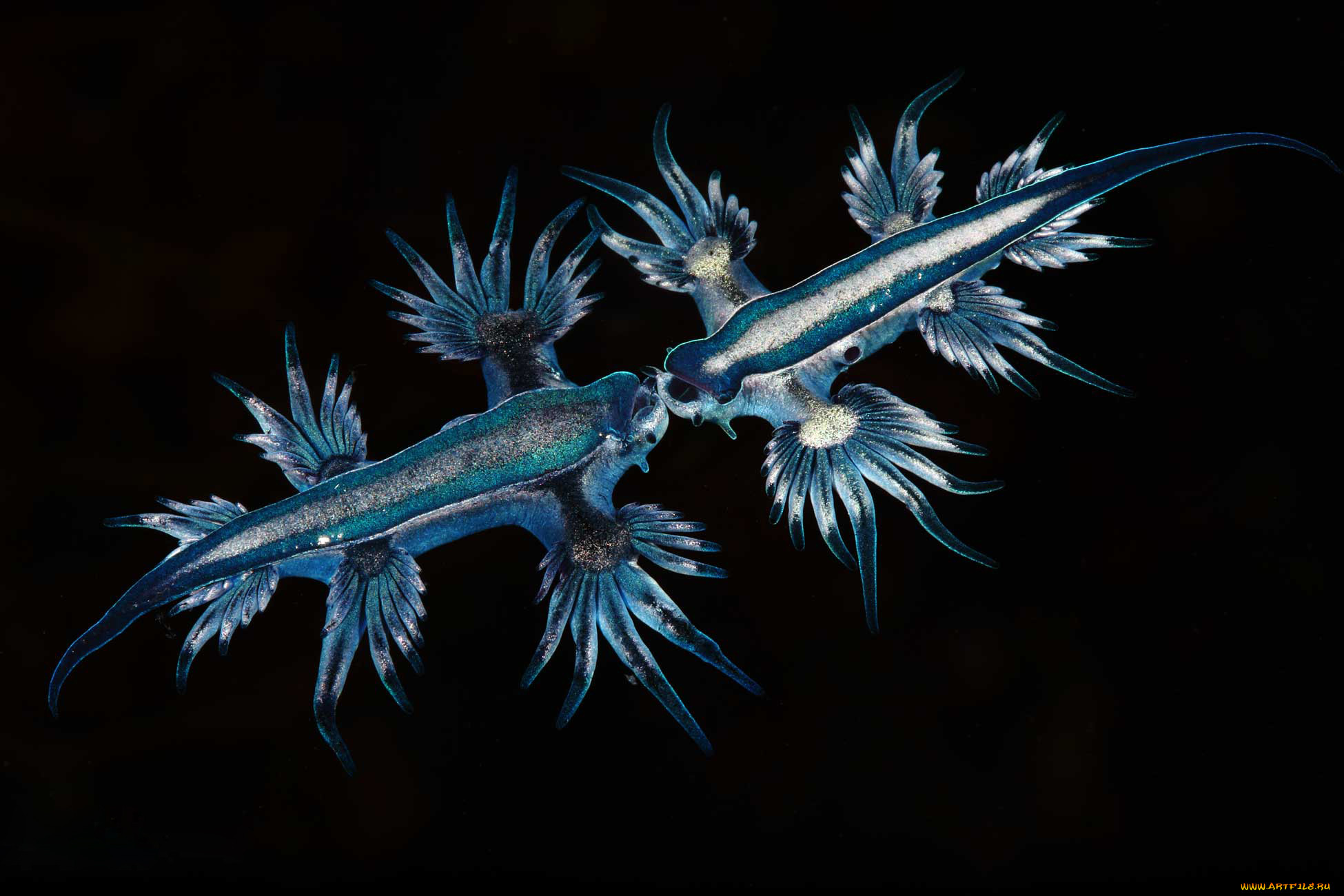 blue angel, ,  , blue, angel, , , , , , 